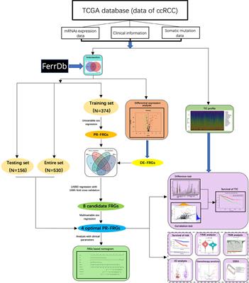 A Ferroptosis-Related Genes Model Allows for Prognosis and Treatment Stratification of Clear Cell Renal Cell Carcinoma: A Bioinformatics Analysis and Experimental Verification